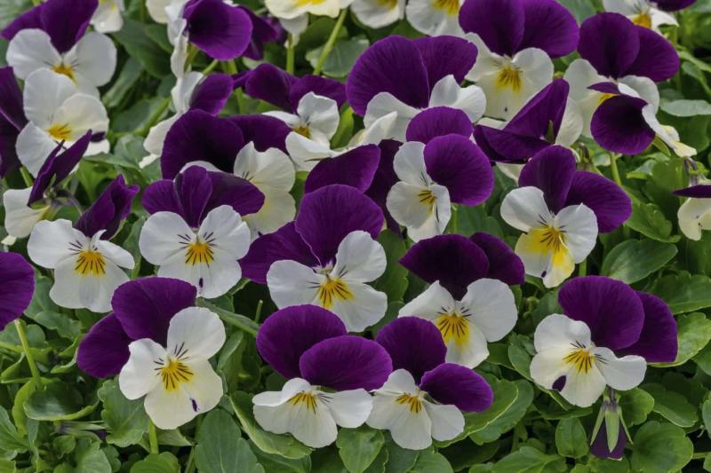 Viola  c. Sorbet White Purple Wing (188)